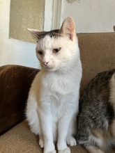 TIA, Katze, Hauskatze in Ungarn - Bild 2