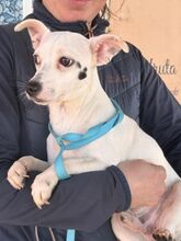 ANUBIS, Hund, Chihuahua-Mix in Spanien - Bild 2