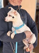 ANUBIS, Hund, Chihuahua-Mix in Spanien - Bild 6