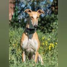 KIARA, Hund, Galgo Español in Spanien - Bild 1