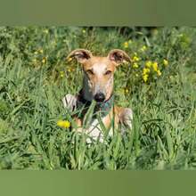 KIARA, Hund, Galgo Español in Spanien - Bild 3