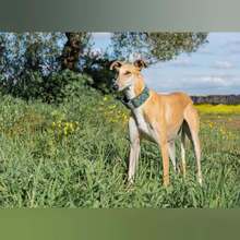 KIARA, Hund, Galgo Español in Spanien - Bild 5