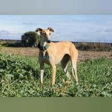 KIARA, Hund, Galgo Español in Spanien - Bild 6