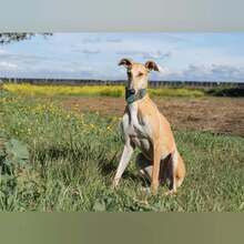 KIARA, Hund, Galgo Español in Spanien - Bild 7