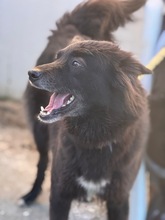 SOMBRADELASNIEVES, Hund, Deutscher Schäferhund-Mix in Spanien - Bild 1