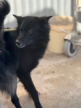 SOMBRADELASNIEVES, Hund, Deutscher Schäferhund-Mix in Spanien - Bild 3