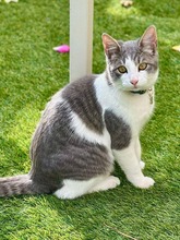 AIRCO, Katze, Europäisch Kurzhaar in Bochum - Bild 1