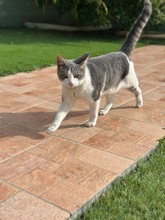 AIRCO, Katze, Europäisch Kurzhaar in Bochum - Bild 2