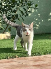 AIRCO, Katze, Europäisch Kurzhaar in Bochum - Bild 3