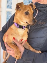 CHIHUAHUAPINSCHER, Hund, Chihuahua-Pinscher-Mix in Slowakische Republik - Bild 2