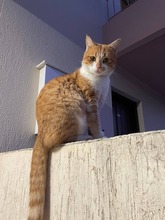 PADDY, Katze, Europäisch Kurzhaar in Zypern - Bild 1