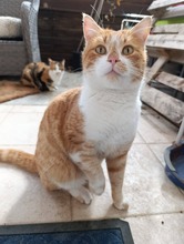 PADDY, Katze, Europäisch Kurzhaar in Zypern - Bild 2