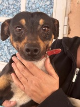 DOUGIE, Hund, Pinscher-Mix in Spanien - Bild 1