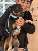 DOUGIE, Hund, Pinscher-Mix in Spanien - Bild 2