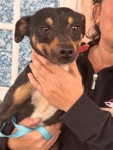 DOUGIE, Hund, Pinscher-Mix in Spanien - Bild 3