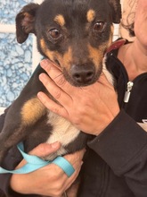 DOUGIE, Hund, Pinscher-Mix in Spanien - Bild 4