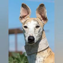 INQUIETUD, Hund, Galgo Español in Spanien - Bild 1