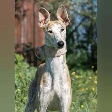 INQUIETUD, Hund, Galgo Español in Spanien - Bild 2