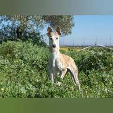 INQUIETUD, Hund, Galgo Español in Spanien - Bild 3