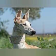 INQUIETUD, Hund, Galgo Español in Spanien - Bild 4