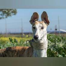 INQUIETUD, Hund, Galgo Español in Spanien - Bild 5