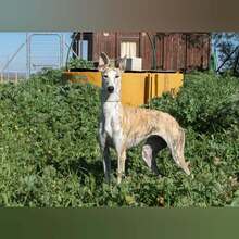 INQUIETUD, Hund, Galgo Español in Spanien - Bild 6