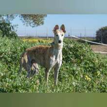 INQUIETUD, Hund, Galgo Español in Spanien - Bild 7