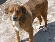 AMINA, Hund, Mischlingshund in Bulgarien - Bild 10