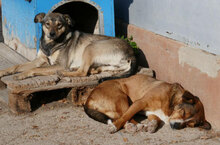 AMINA, Hund, Mischlingshund in Bulgarien - Bild 12