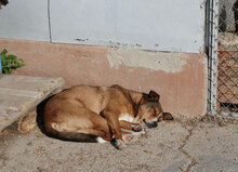 AMINA, Hund, Mischlingshund in Bulgarien - Bild 13