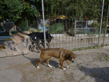 AMINA, Hund, Mischlingshund in Bulgarien - Bild 14