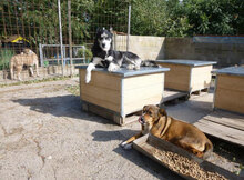 AMINA, Hund, Mischlingshund in Bulgarien - Bild 15