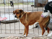 AMINA, Hund, Mischlingshund in Bulgarien - Bild 17