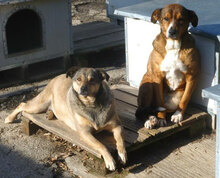 AMINA, Hund, Mischlingshund in Bulgarien - Bild 2