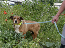 AMINA, Hund, Mischlingshund in Bulgarien - Bild 5