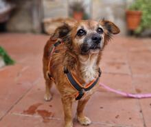 WINNIE, Hund, Mischlingshund in Italien - Bild 8