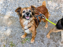 WINNIE, Hund, Mischlingshund in Königsbach-Stein - Bild 13