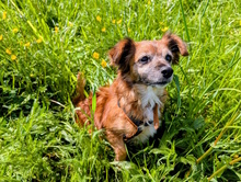 WINNIE, Hund, Mischlingshund in Königsbach-Stein - Bild 14