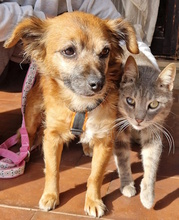 WINNIE, Hund, Mischlingshund in Königsbach-Stein - Bild 15