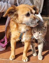 WINNIE, Hund, Mischlingshund in Königsbach-Stein - Bild 16