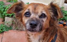 WINNIE, Hund, Mischlingshund in Königsbach-Stein - Bild 18