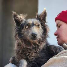 BESSY, Hund, Mischlingshund in Ungarn - Bild 2