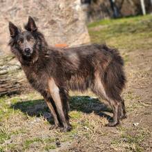 BESSY, Hund, Mischlingshund in Ungarn - Bild 3