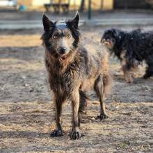 BESSY, Hund, Mischlingshund in Ungarn - Bild 4