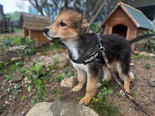 NICOLAS, Hund, Mischlingshund in Italien - Bild 4