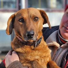 PAJTI, Hund, Dackel-Mix in Ungarn - Bild 1