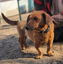 PAJTI, Hund, Dackel-Mix in Ungarn - Bild 2