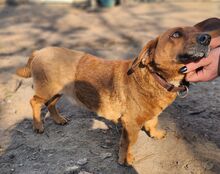 PAJTI, Hund, Dackel-Mix in Ungarn - Bild 3