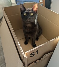 CARLA, Katze, Europäisch Kurzhaar in Berlin - Bild 2