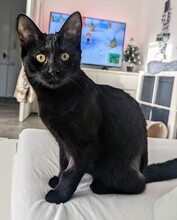 CARLA, Katze, Europäisch Kurzhaar in Berlin - Bild 4